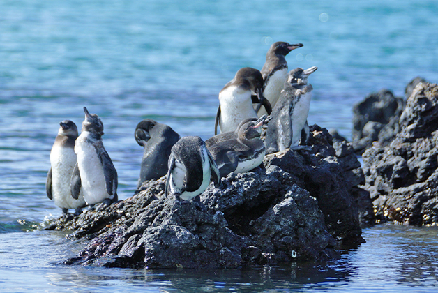 Isabela Island